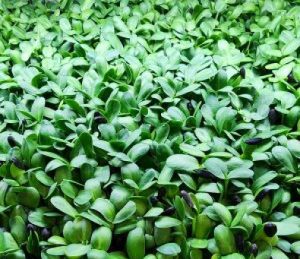 New Sunflower Microgreen 3